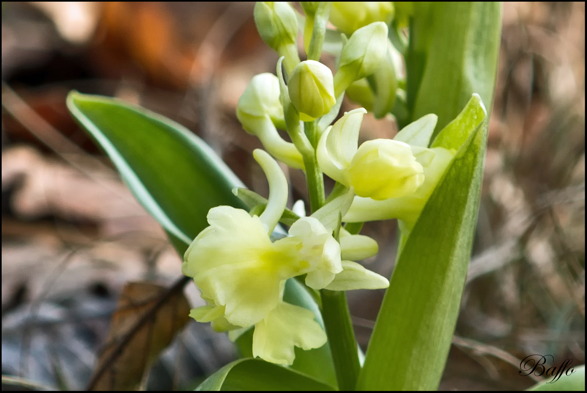 Orchis pallens